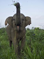 Hurulu Eco Park, Sri Lanka Fine Art Print