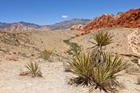 Cactus, Red Rock Canyon National Conservation Area,  Las Vegas, Nevada Fine Art Print