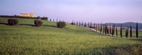 Tree Line, Tuscany, Italy Fine Art Print