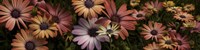 Multi-Colored Daisy Flowers Fine Art Print