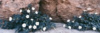 Darura Blooms in Box Canyon, Mecca, California Fine Art Print