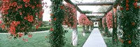 Geranium and Rose Vines Along a Walkway, California Fine Art Print