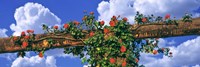 Arbor and Spreading Rose, California Fine Art Print