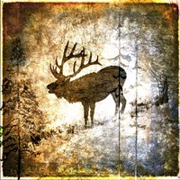 High Country Elk Framed Print