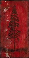 Lodge Pole Pine Fine Art Print