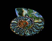 Nautilus I Fine Art Print