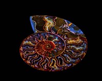 Nautilus II Fine Art Print