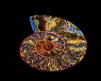 Nautilus III Fine Art Print