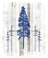 The Blue Moose - Lodge Pole Pine Fine Art Print