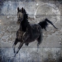 Black Mare 1 Fine Art Print