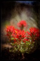 Desert Flower 1 Fine Art Print
