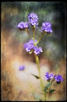 Desert Flower 2 Fine Art Print