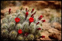 Desert Flower 3 Fine Art Print