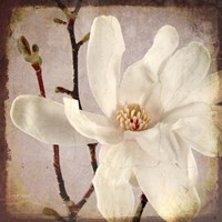 Paper Magnolia Closeup Fine Art Print