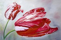 English Tulips Fine Art Print