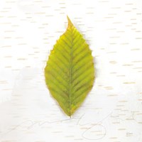 Autumn Colors IV Fine Art Print