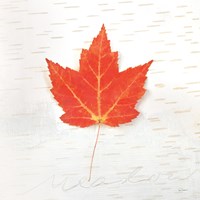 Autumn Colors I Fine Art Print