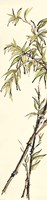 Summer Bamboo I Fine Art Print