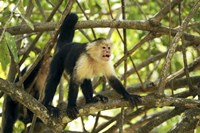 White-faced Capuchin Monkey, Costa Rica Fine Art Print