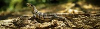 Iguana on Log, Costa Rica Fine Art Print