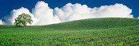 Lone Oak Tree in Vineyard near Paso Robles, California Fine Art Print