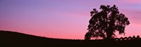 Silhoutte of Oaktree in Vineyard, Paso Robles, California Fine Art Print