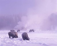 Bison Grazing in Snow, Yellowstone National Park, Wyoming Fine Art Print