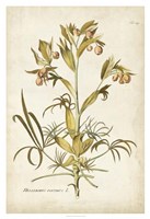 Elegant Botanical II Fine Art Print