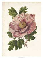 Striking Peony Fine Art Print