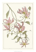 Botanical Gloriosa Lily II Framed Print