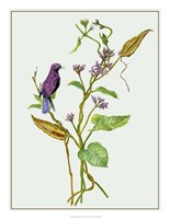 Metaplexis Japonica I Fine Art Print