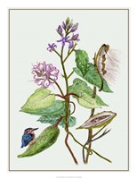 Metaplexis Japonica II Fine Art Print