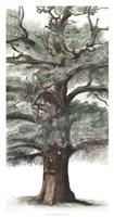 Oak Tree Composition I Fine Art Print