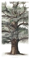 Oak Tree Composition I Fine Art Print