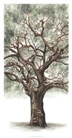 Oak Tree Composition II Framed Print