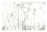 Poppy Sketches I Fine Art Print