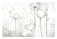 Poppy Sketches II Fine Art Print