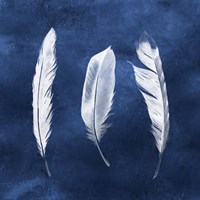 Cyanotype Feathers II Fine Art Print