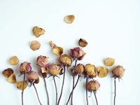 Golden Petals II Fine Art Print