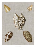 Shells on Linen I Framed Print
