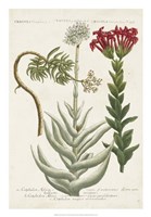 Botanical Varieties I Fine Art Print