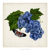 Fruit with Butterflies II Framed Print