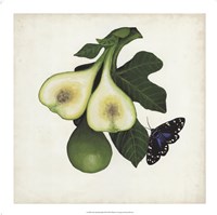 Fruit with Butterflies III Framed Print