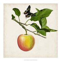Fruit with Butterflies IV Framed Print