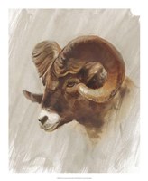 Western American Animal Study I Framed Print