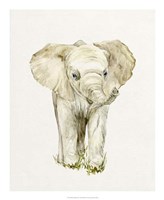 Baby Elephant II Framed Print