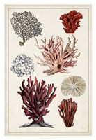 Antique Coral Study I Framed Print