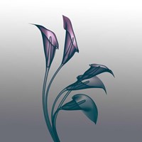 Ombre Calla Lilies X-Ray Fine Art Print