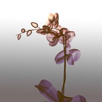 Ombre Orchid X-Ray Fine Art Print