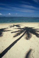 Shadow of Palm Trees on Beach, Coral Coast, Fiji Fine Art Print